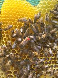 Пчелни отводки 2024 година