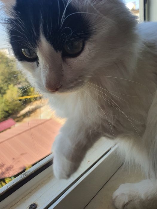 Отдам в хорошие руки