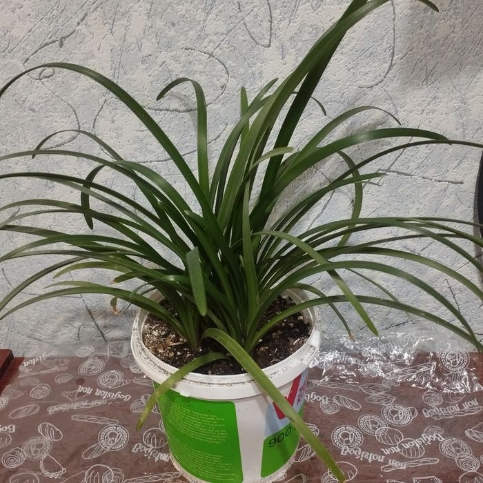 Комнатные цветы .