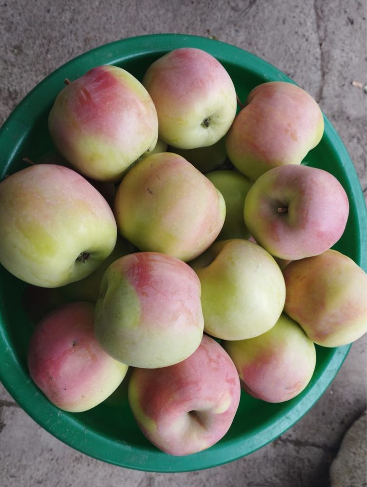 Продам яблоки осенние и зимние