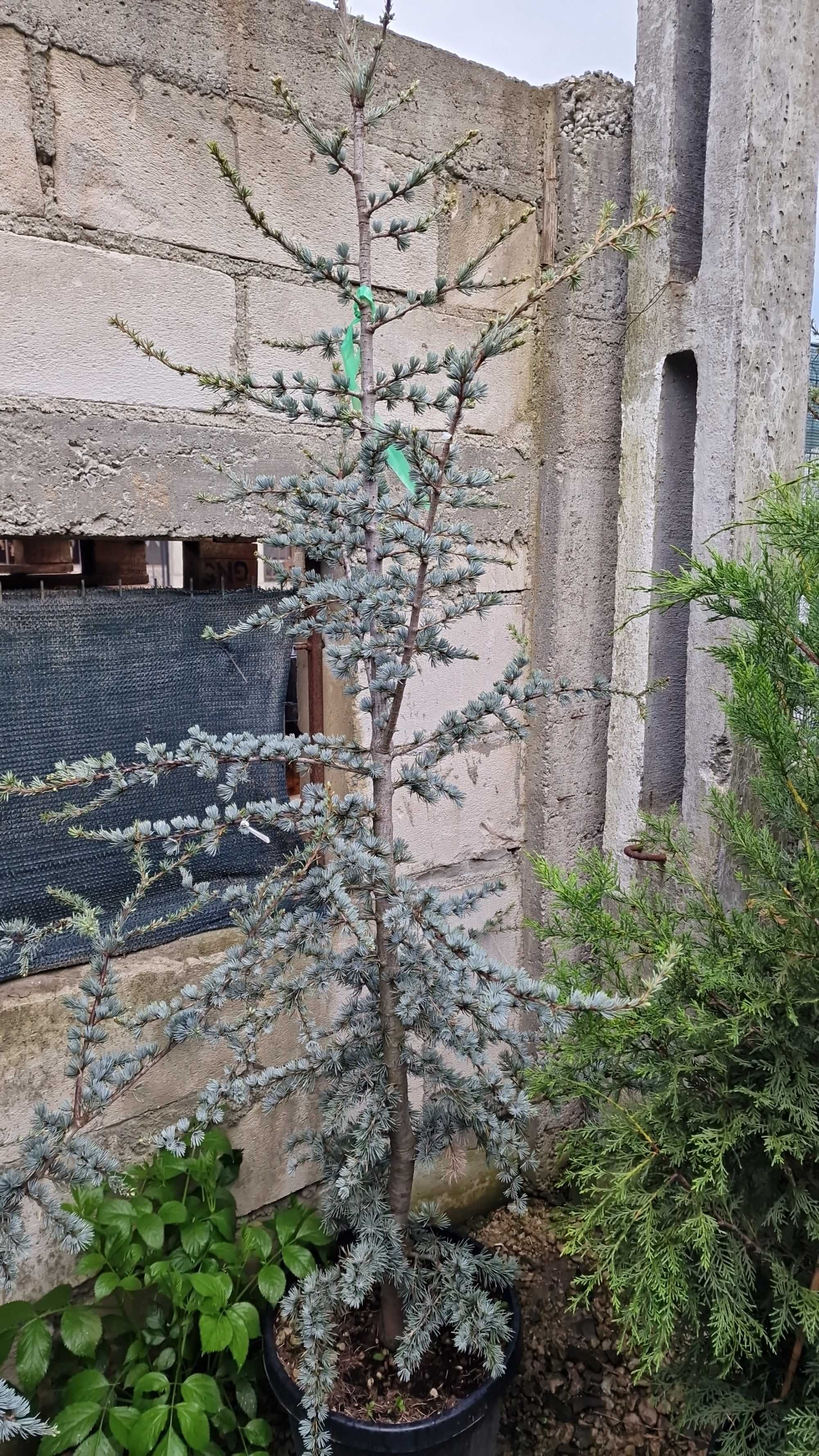 Cedrus Atlantica