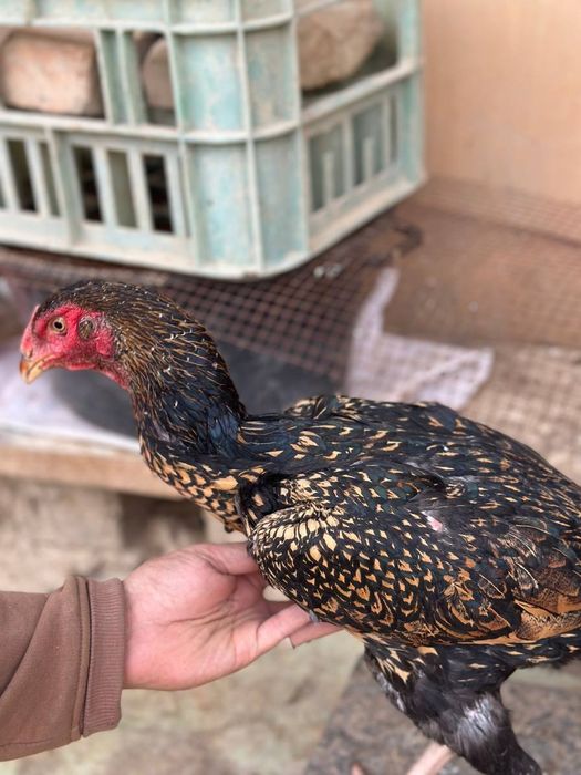 Куланги домашнее сотилади