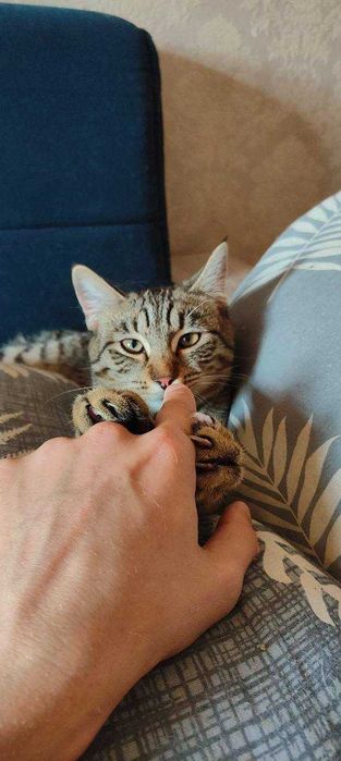 Кошечка бесплатно