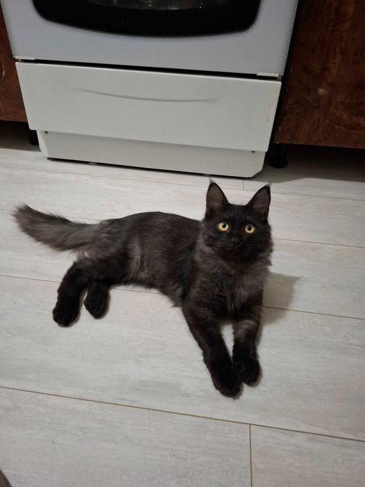 Отдам в добрые руки котика, мальчик