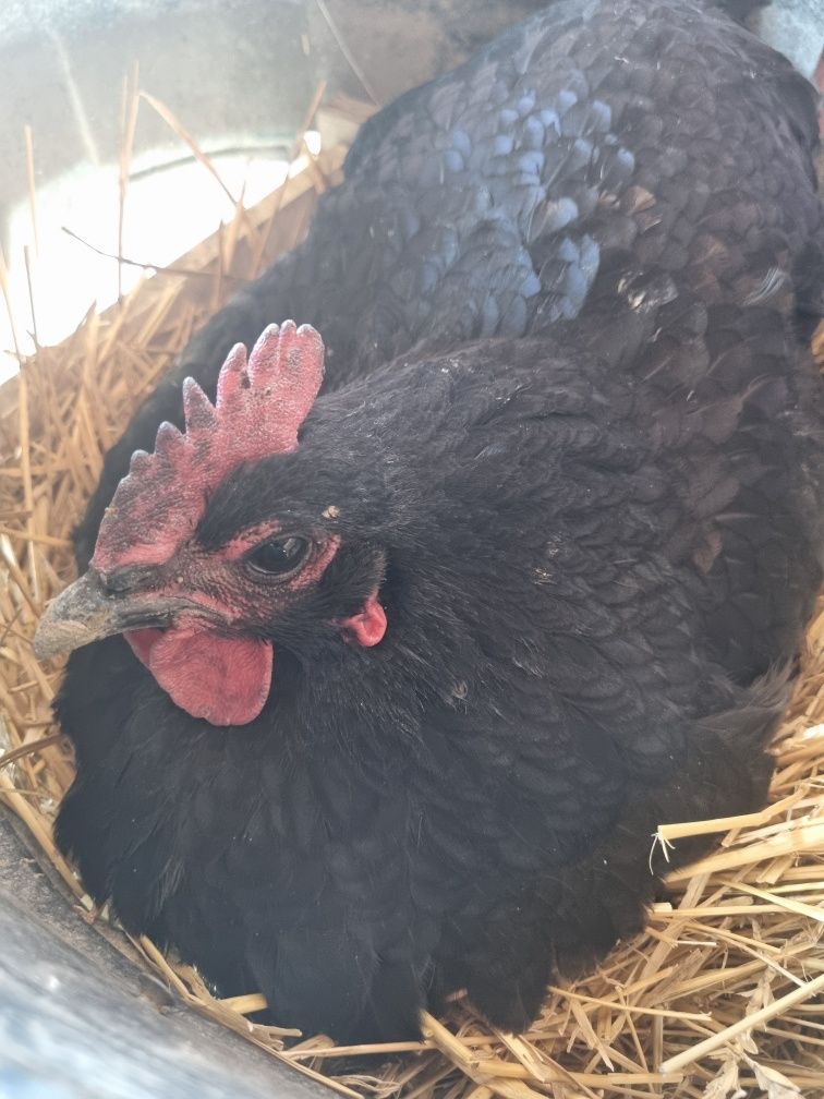 Găini AustraLorp Nr 1 La producția de Ouă zilnic, 120 Lei bucata Satu