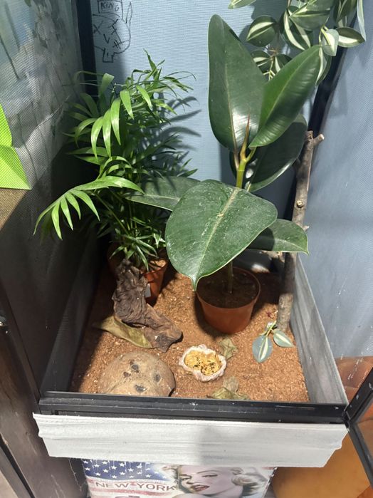 Vând șopârlă gecko plus terariu