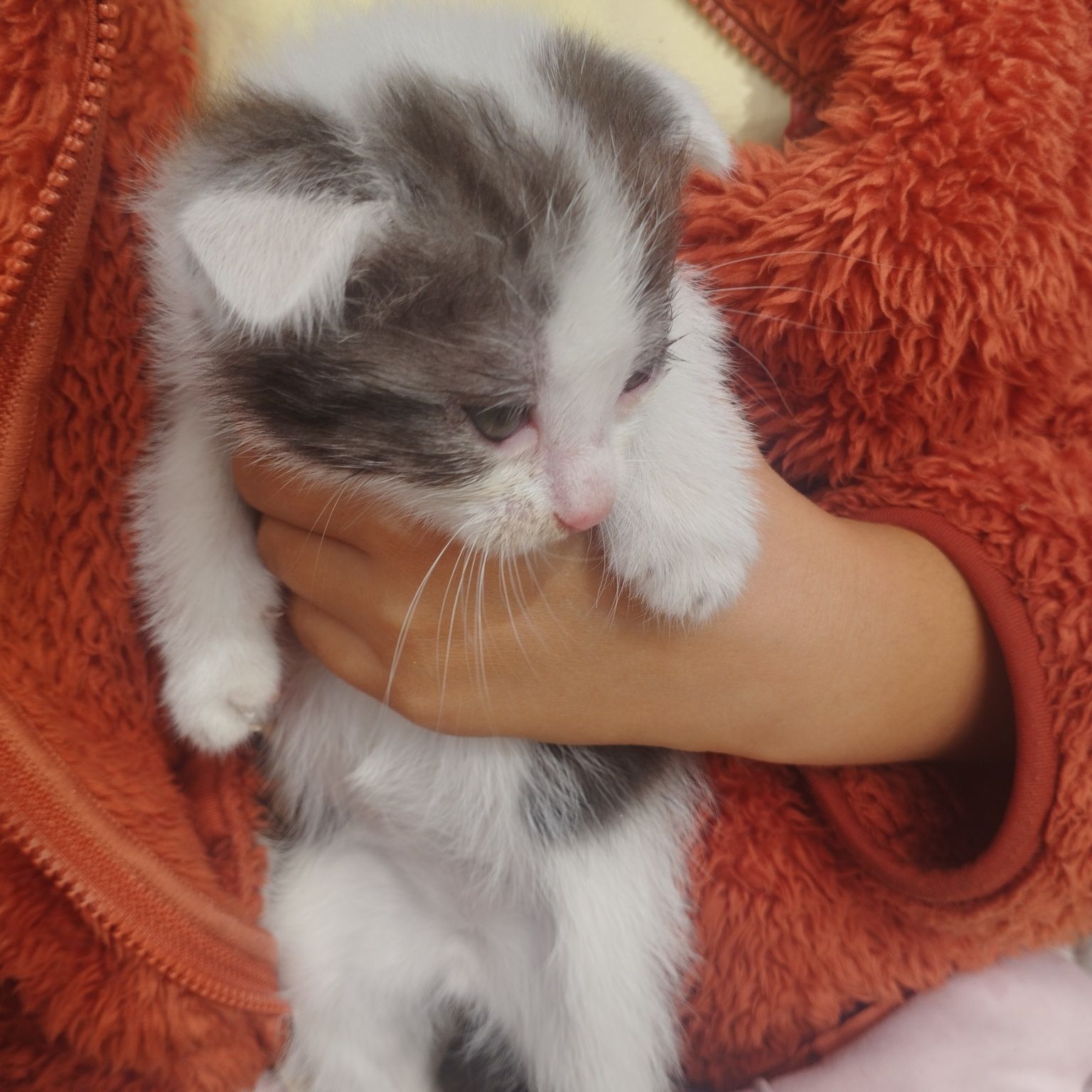 4 котята в добрые руки 2 мальчика и две девочки
