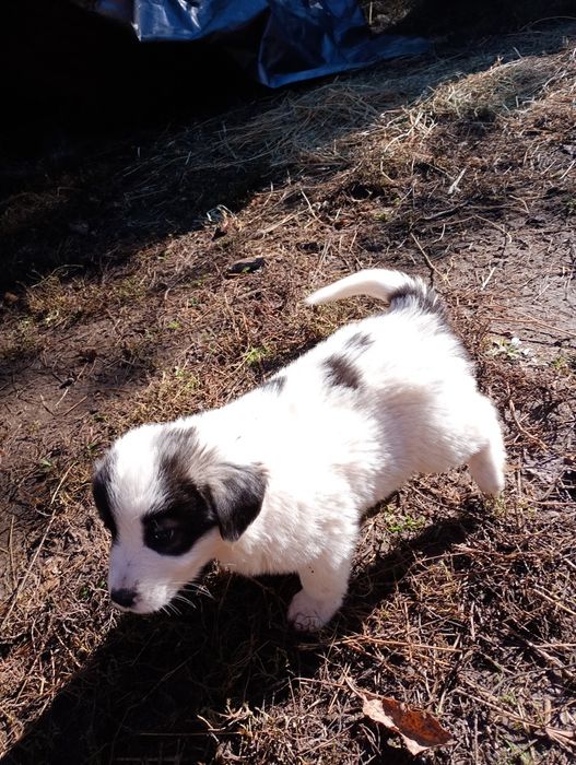 Donez cățelușe ciobanesc