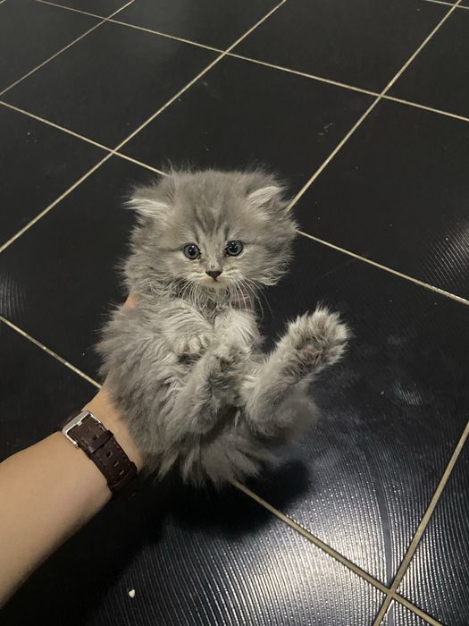 Котята пародистые