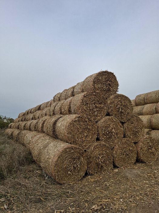 Baloti tulei tocați