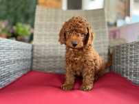 Poodle/pudel mascul