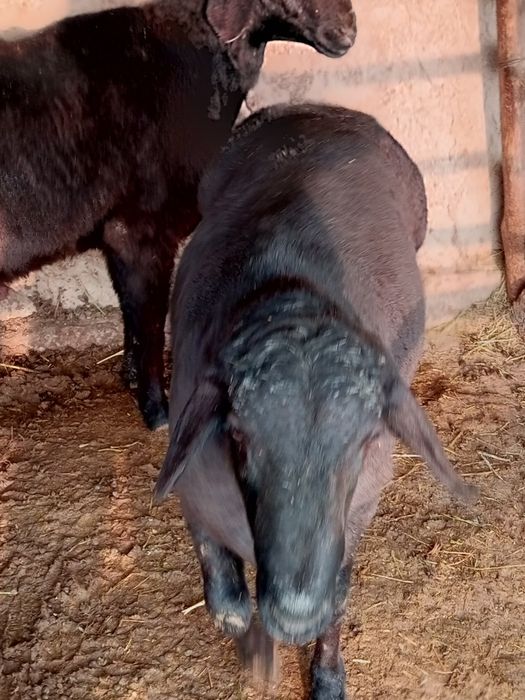 Qoʻchqorlar sotiladi