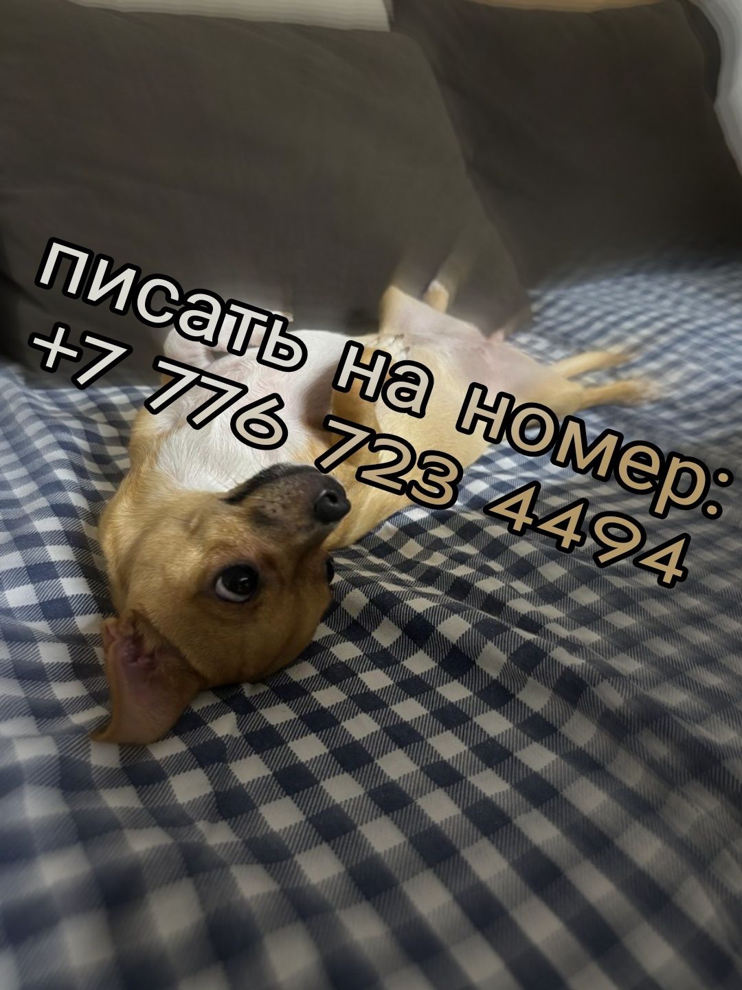Чихуахуа девочка возможен торг