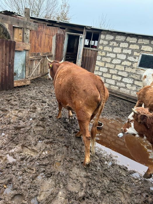 Сиыр сатам 1 туған