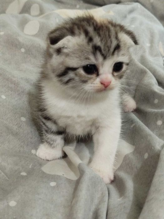 Котята породы скоттиш фолд