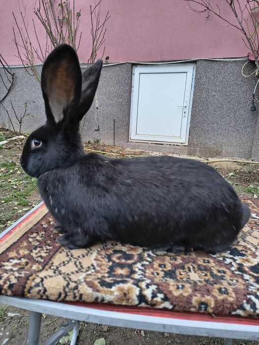 Femelă Pestriț German