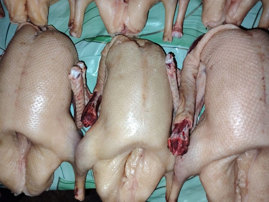Продам мясо молодых гусей, розница  3000, оптом дешевле.