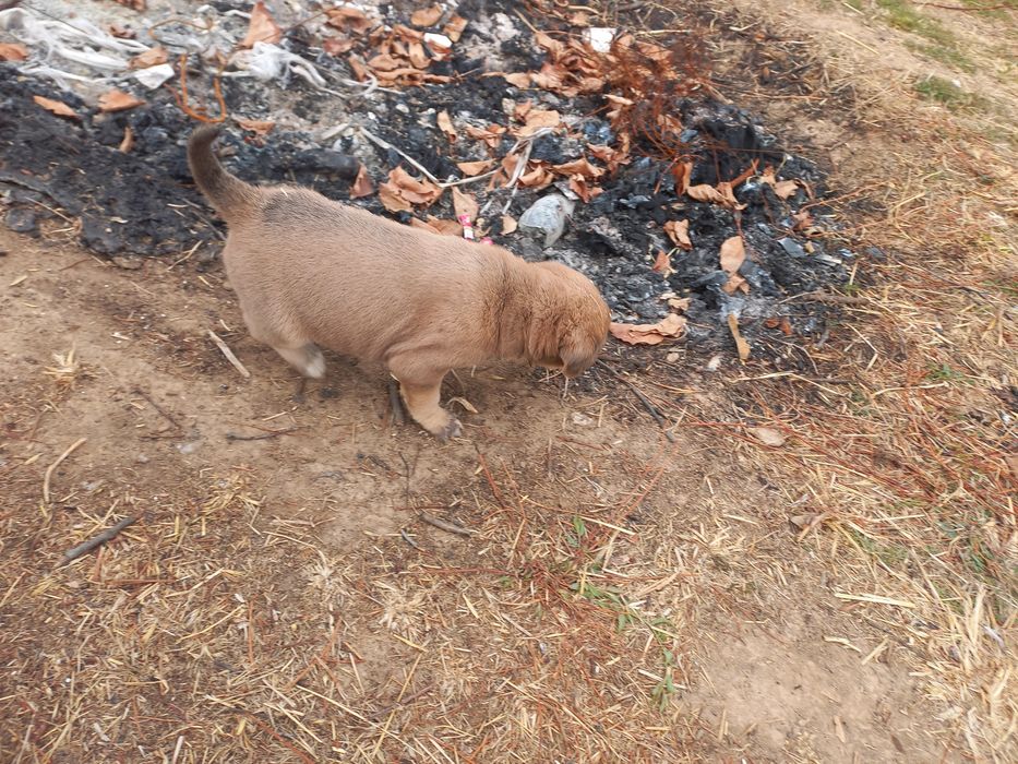 Иттер сатылады породасы төбет