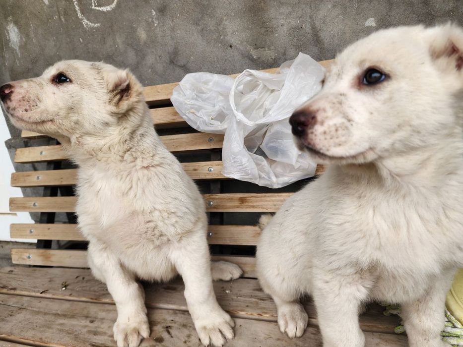 щенки алабая. белые.