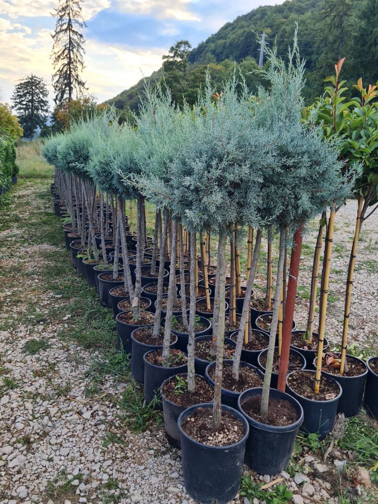 Amenajez grădini cu plante ornamentale