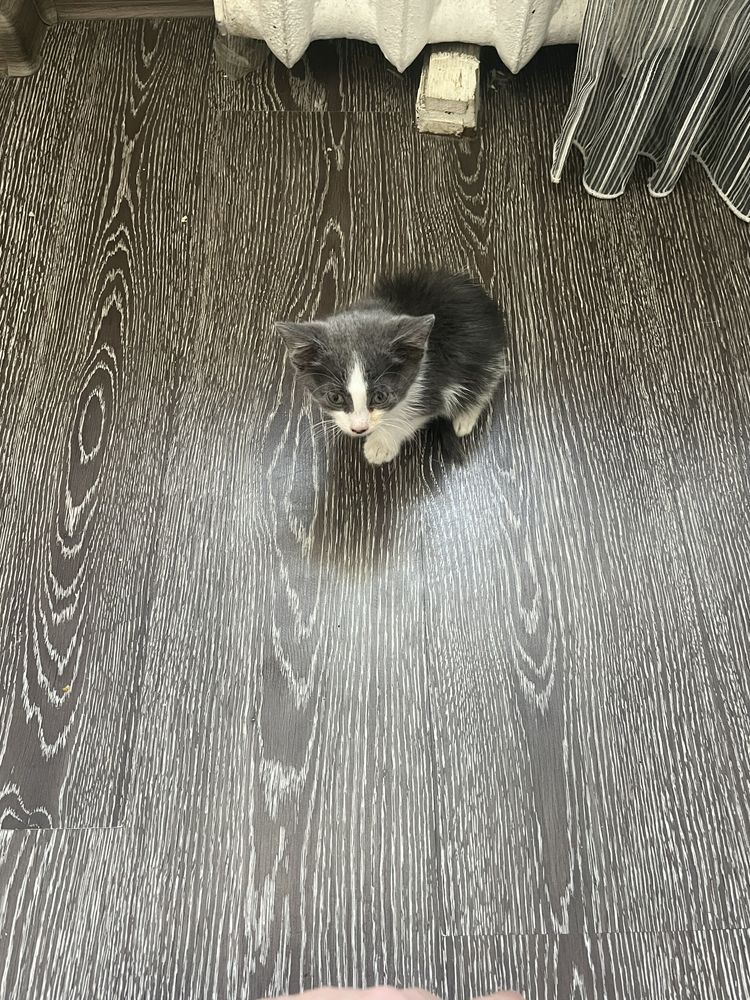 Котенок 1.5 месяцев