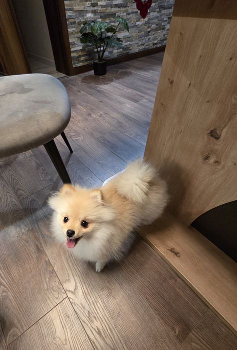 Продавам Мини пумеран