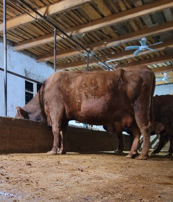 Sigir sotiladi samarqand