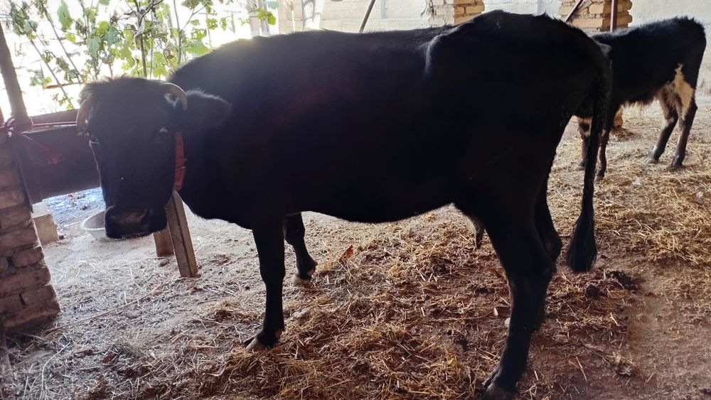 Sirgr bolasi novoscha