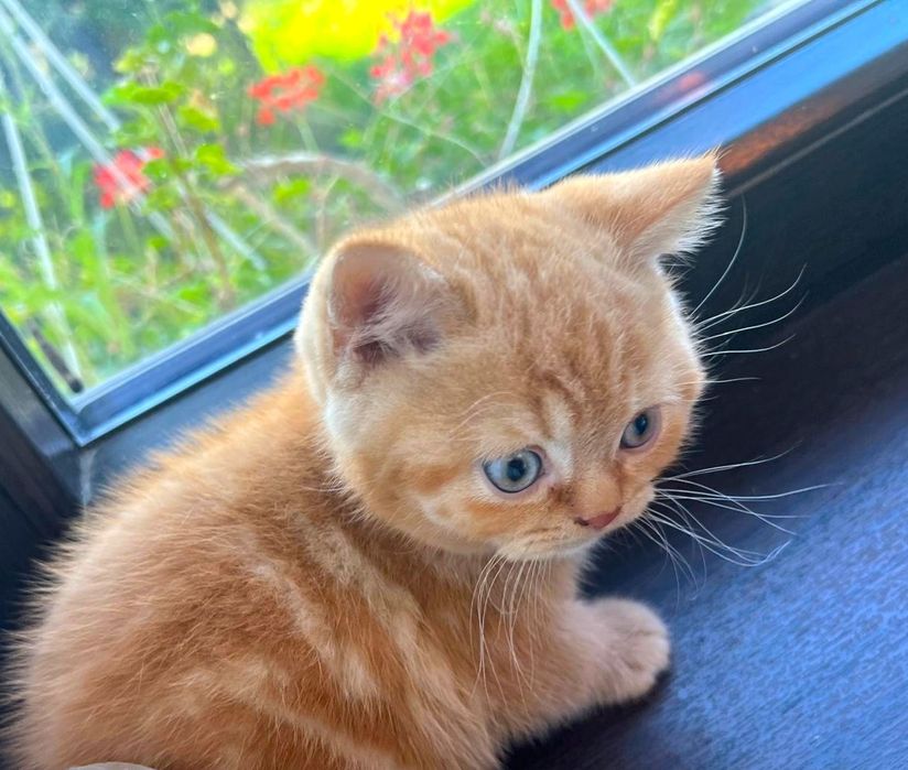 Pisoi british shorthair de felisa
