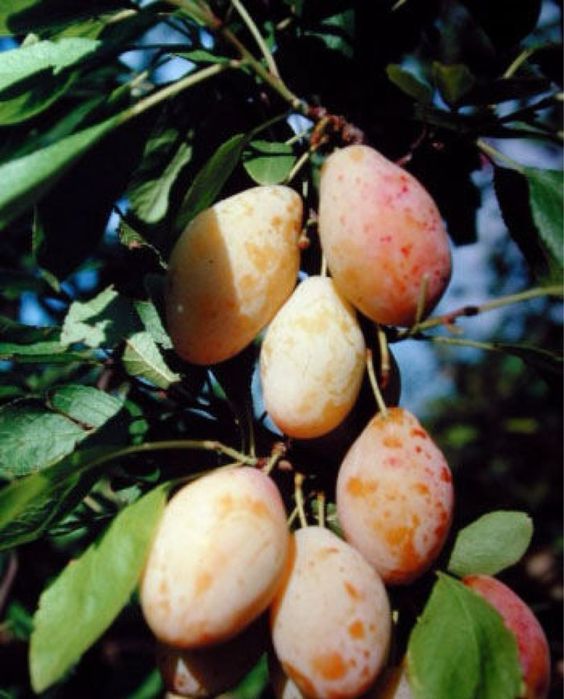 Prun tipala , dulce zaharisit