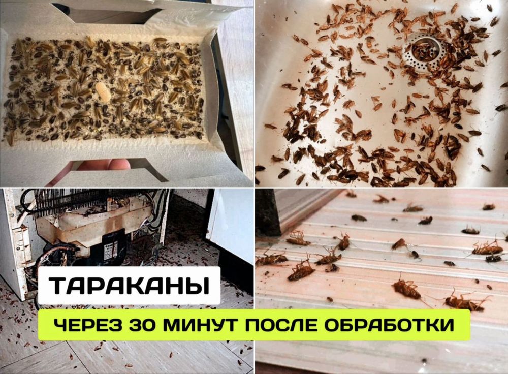 Дезинфекция в городе Шымкент клопов Тараканов жук короед мышей
