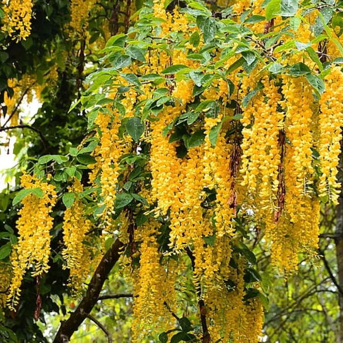 Wisteria (Glicina Toate Culorile disponibile )
