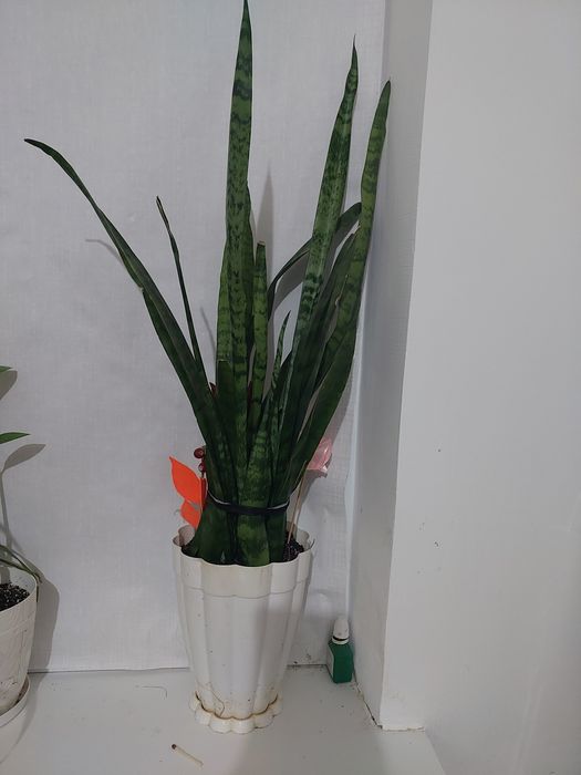 Гулдер сатылады,