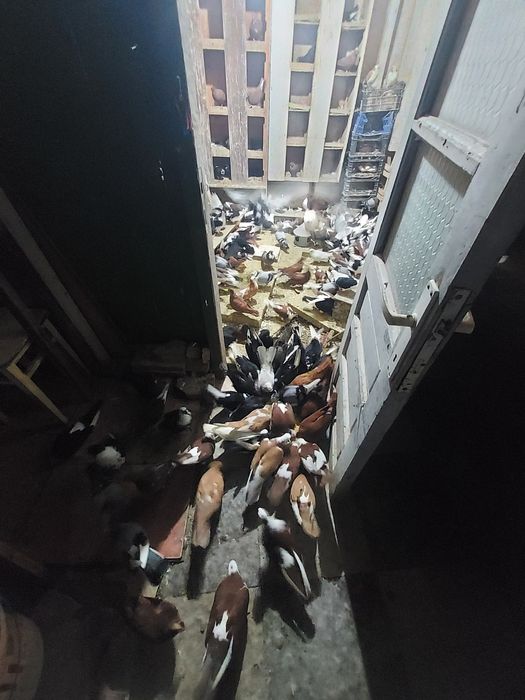 Porumbei Jucători De Galați