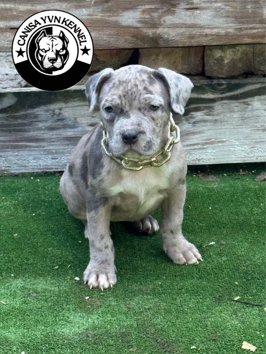 Femela amstaff blue merle