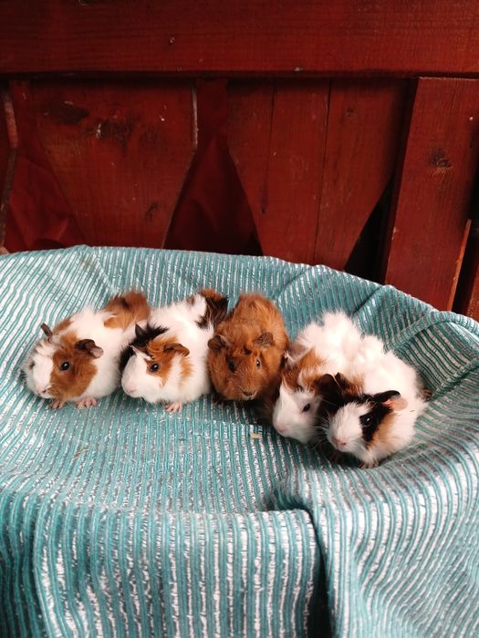 Pui de porcușori de Guineea Frezați