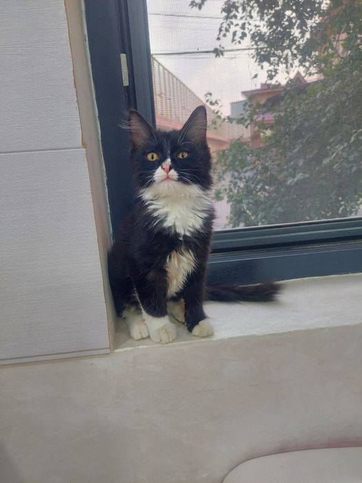 Котёнок мальчик Ташкент