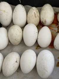 Гъши яйца
