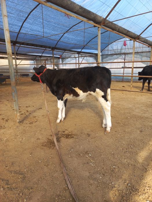 Бузок сотилади..