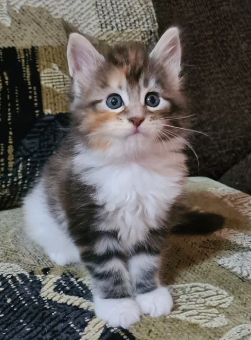 Подам котенка Мэйн-Кун