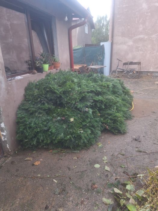 Vând coronițe de brad angro