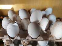 Ouă de gisca pt consum sau incubator
