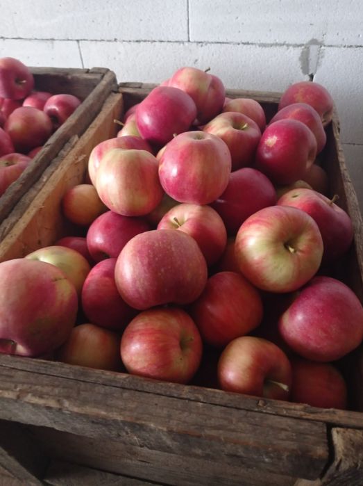 Mere de vînzare pentru suc sau borhot la 1,5 lei kg.