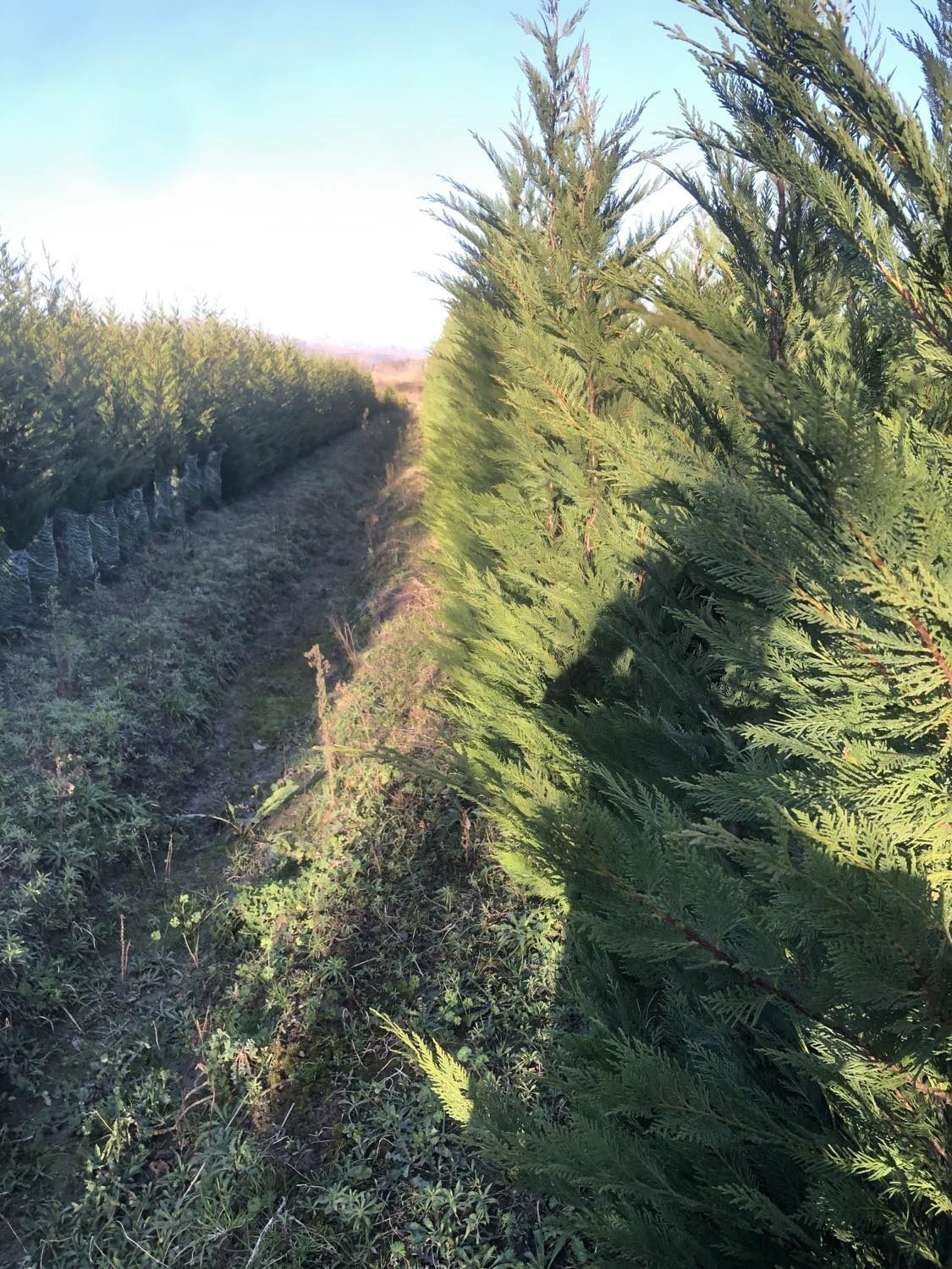 Cupressus leylandii 2.3m - 2.5m, calitate premium, gard viu leylandii