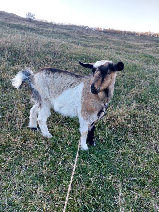 Vând capre gestante si țap