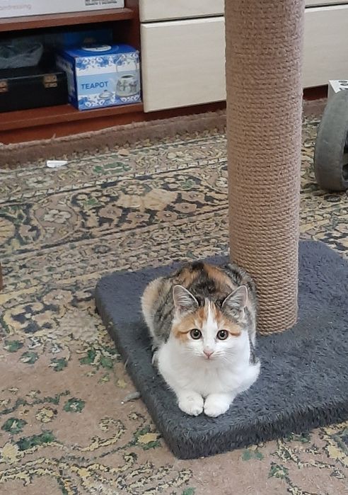 Котята бесплатно