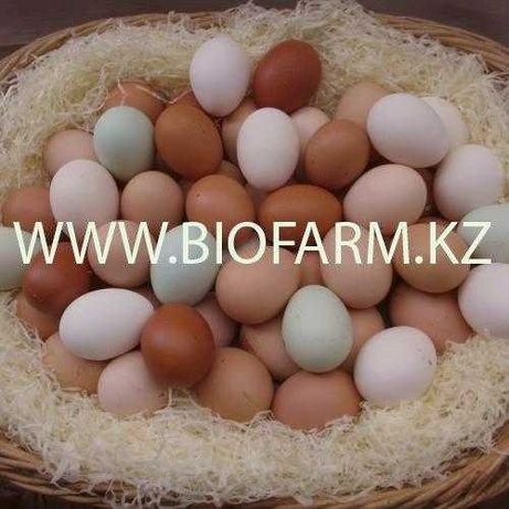 Инкубационное яйцо всех птиц импортное