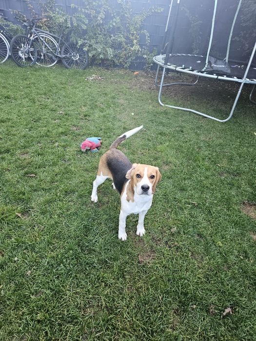 Donez catelusa Beagel