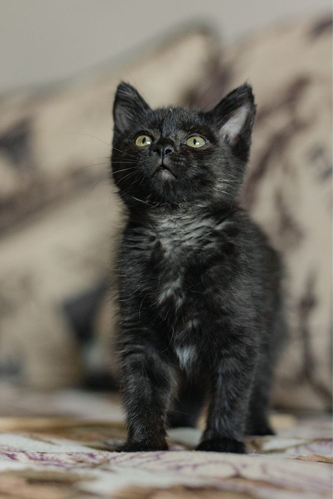 Котенок в поиске дома