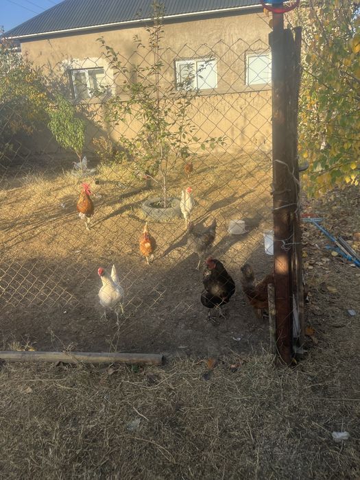 кораз сатылады срочно